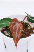 Anthurium CURSED Chocolate x Michelle FX
