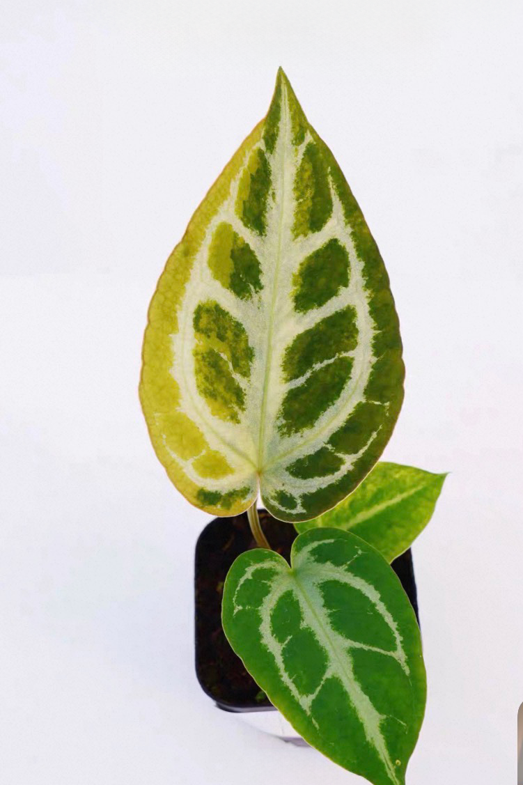 Anthurium Magnificum var x (forgetii x king clari)