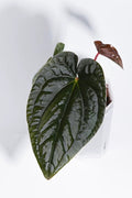 Anthurium Circus peanut x Luxurians