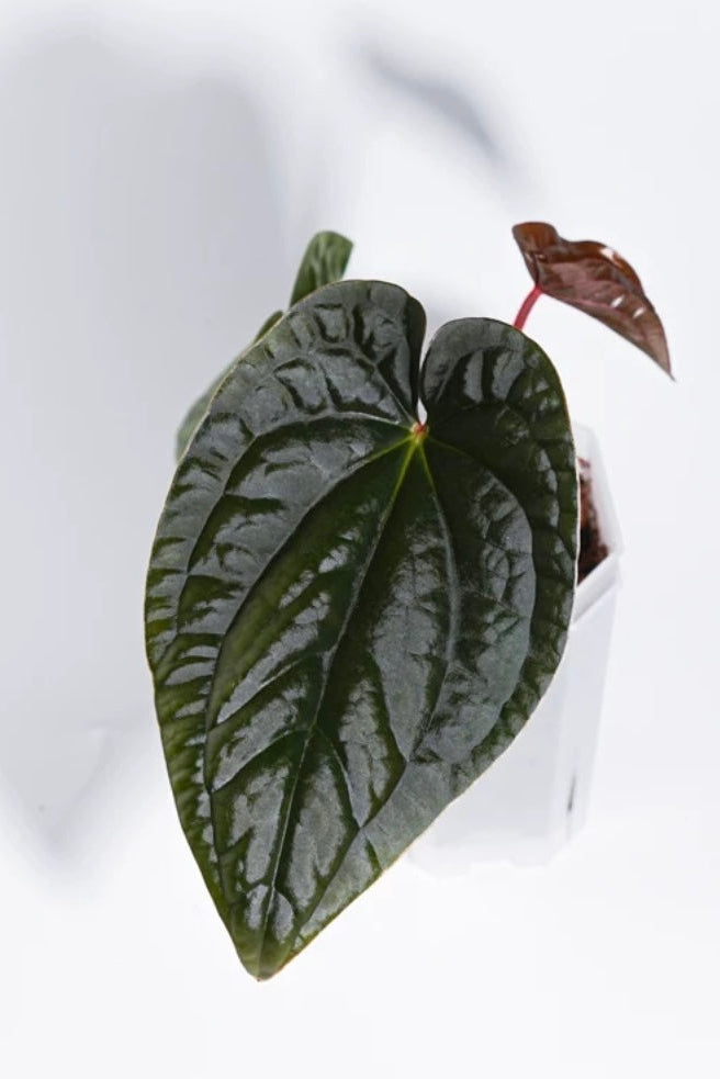 Anthurium Circus peanut x Luxurians