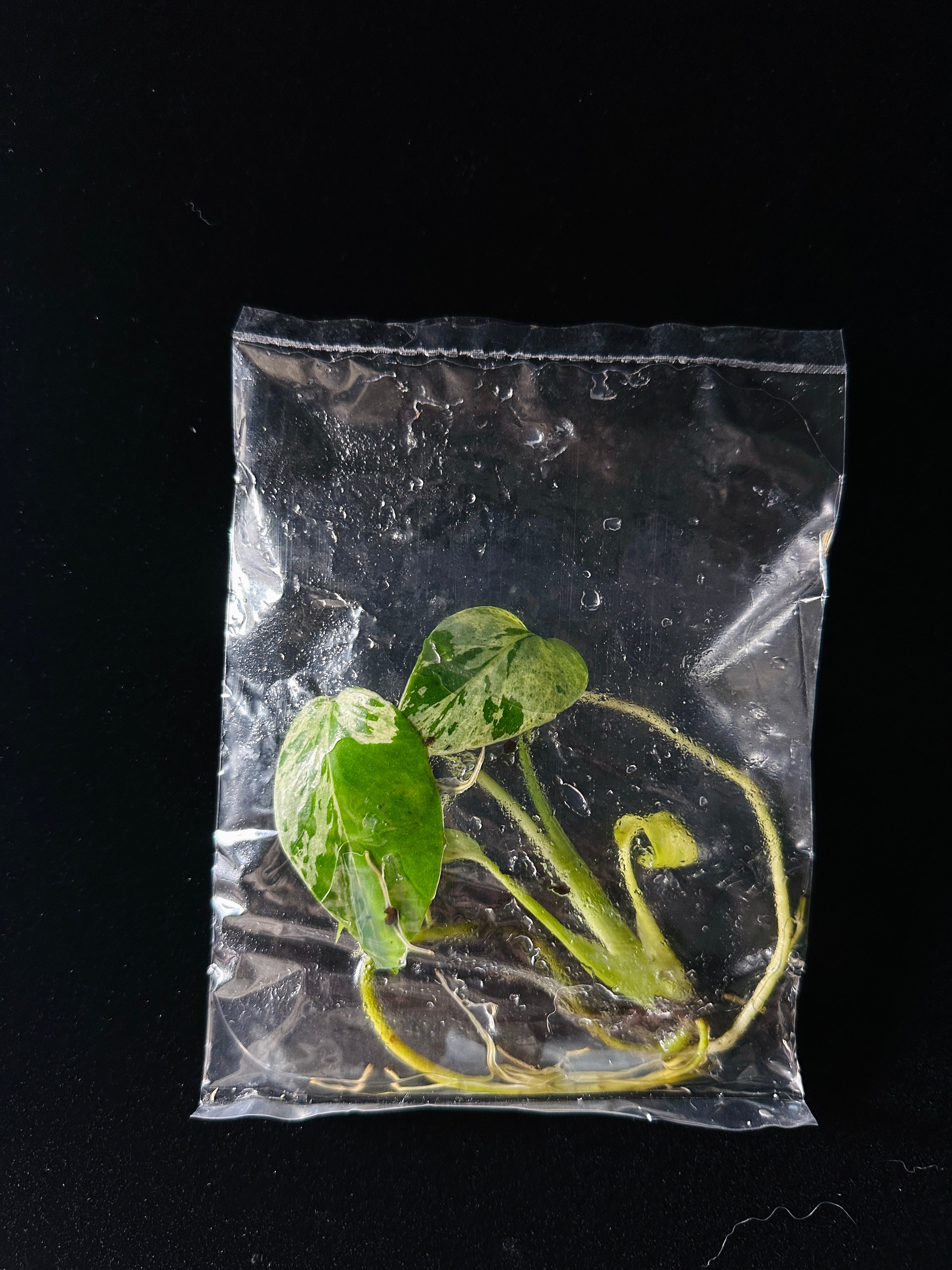 Monstera Deliciosa 'Bulbasaur' Variegata – Tissue Culture