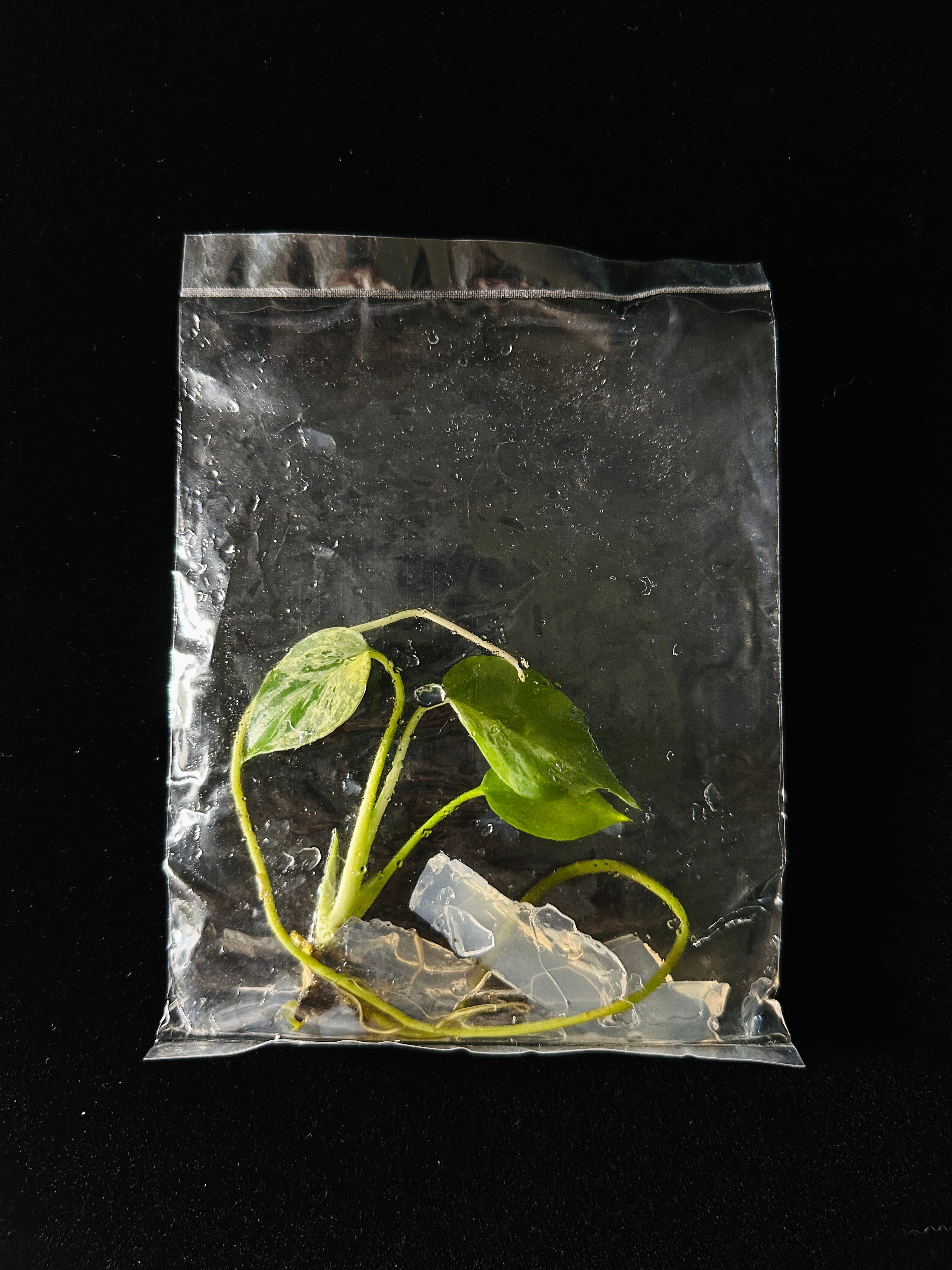 Monstera Deliciosa 'Bulbasaur' Variegata – Tissue Culture