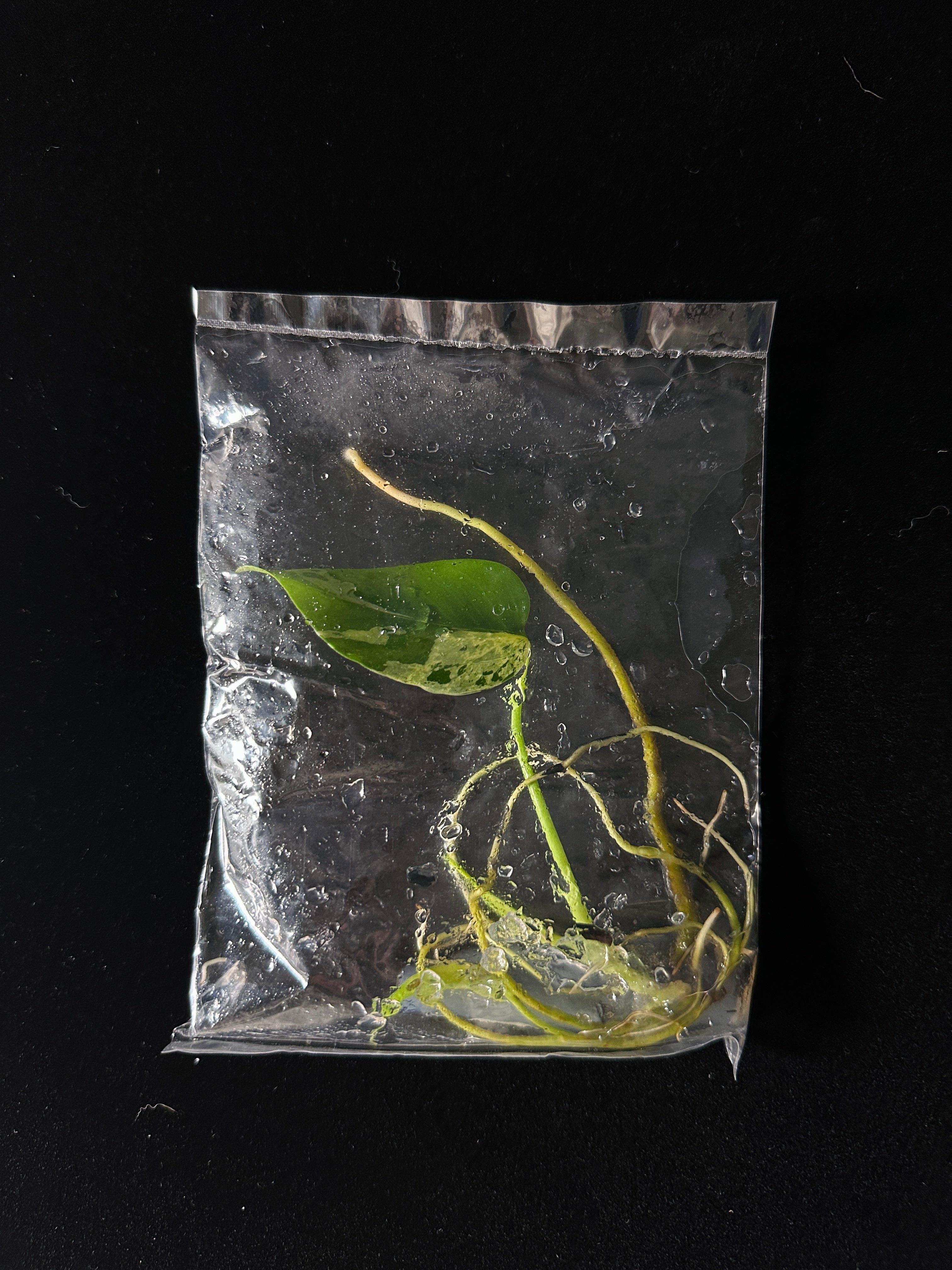 Monstera Deliciosa 'Bulbasaur' Variegata – Tissue Culture