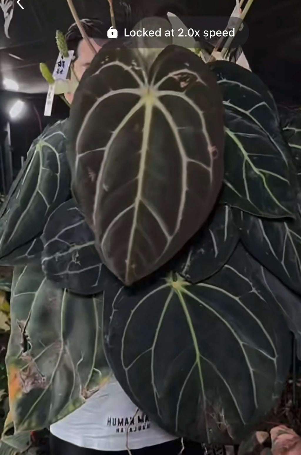 Anthurium Ace Of Spades x Carlablackiae