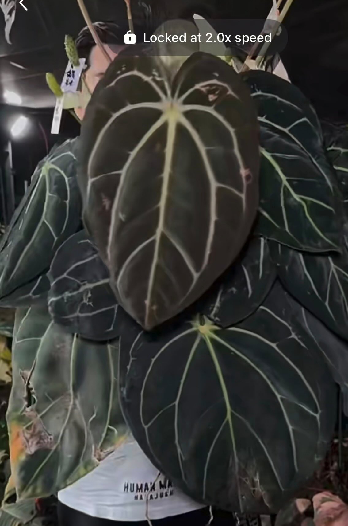 Anthurium Ace Of Spades x Carlablackiae