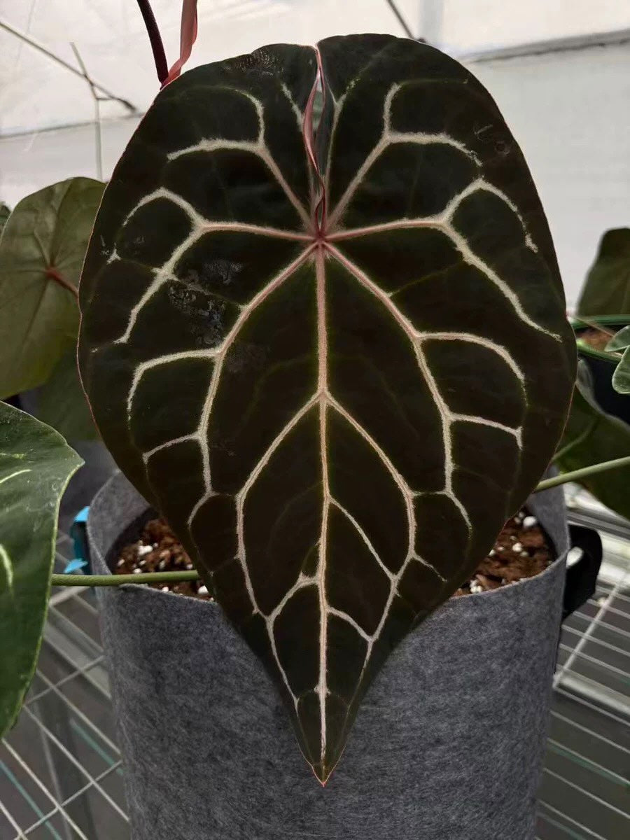 Anthurium Papillilaminum x (Chocolate x Michelle FX)