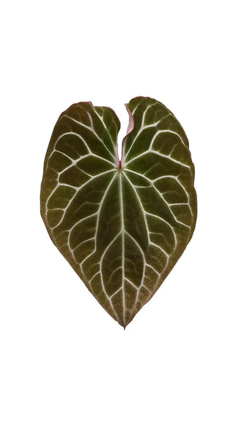 Anthurium Chocolate x Michelle FX