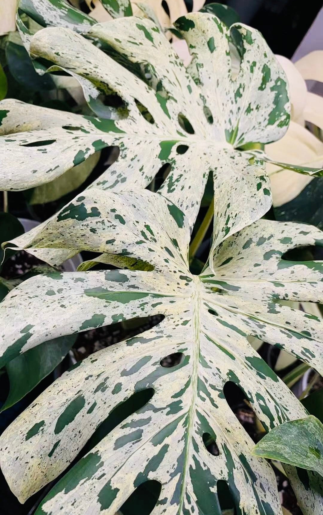 Monstera Deliciosa 'Bulbasaur' Variegata – Tissue Culture