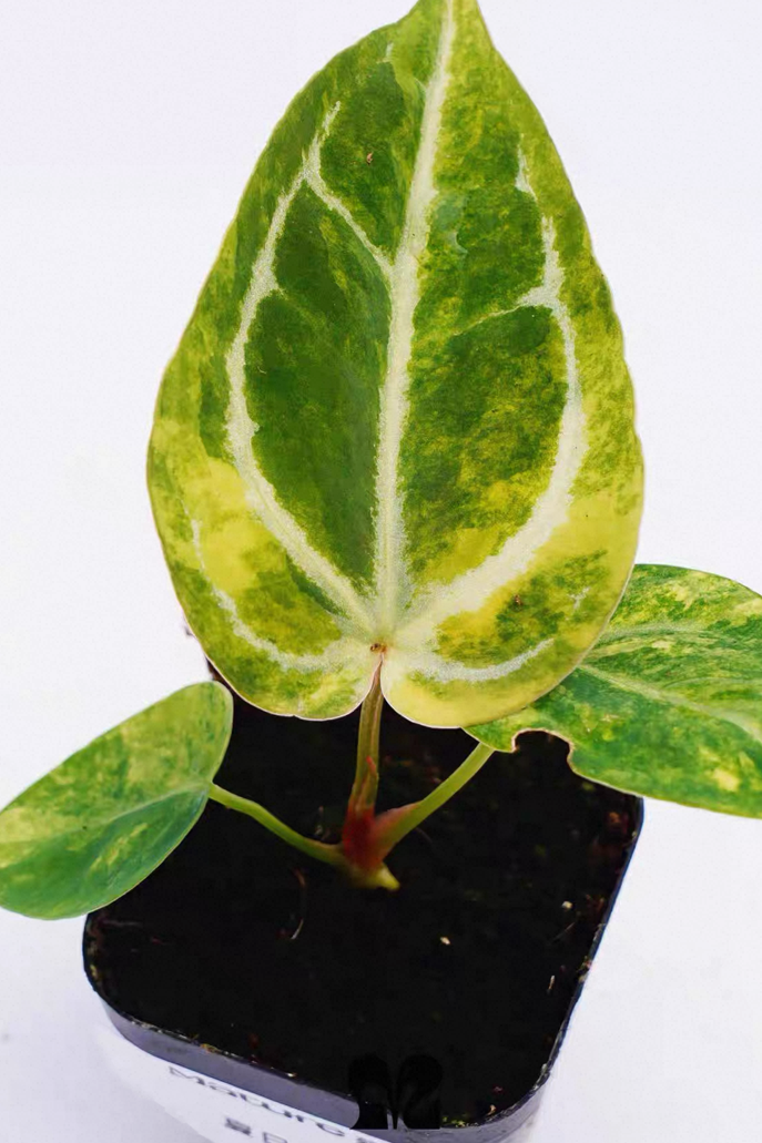 Anthurium Magnificum x (SKG x Michelle FX)