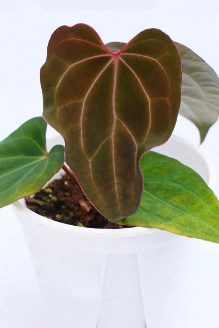Anthurium Papillilaminum Fort Sherman x Chocolate