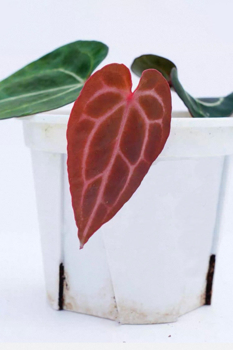 Anthurium Chocolate x Michelle FX