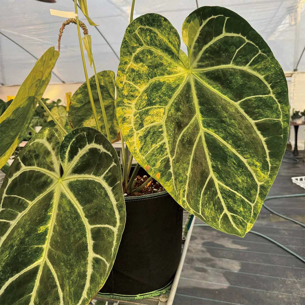 Anthurium Magnificum x (SKG x Michelle FX)