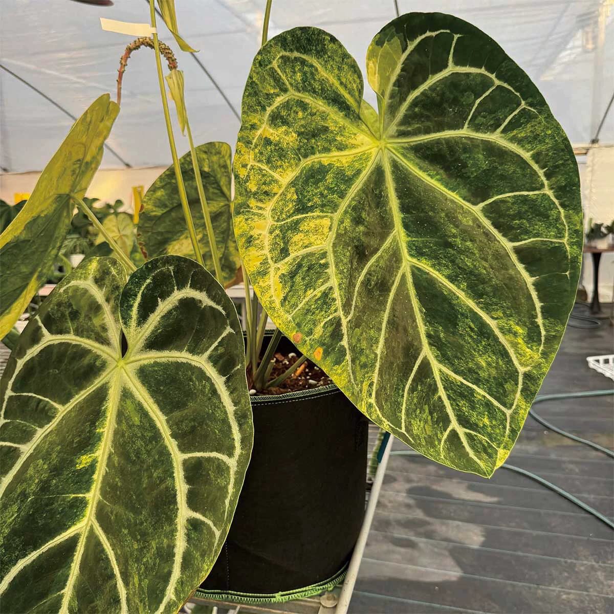 Anthurium Magnificum x (SKG x Michelle FX)