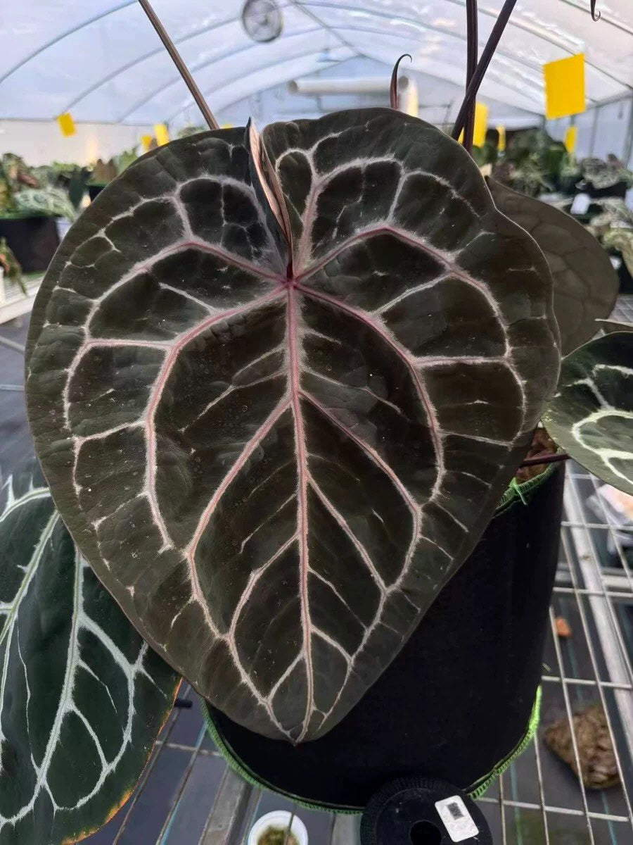 Anthurium Chocolate x Michelle FX