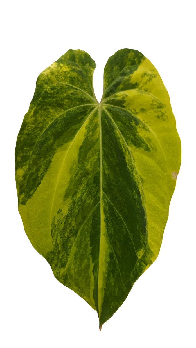 Anthurium Papillilaminum x (Chocolate x Michelle FX)