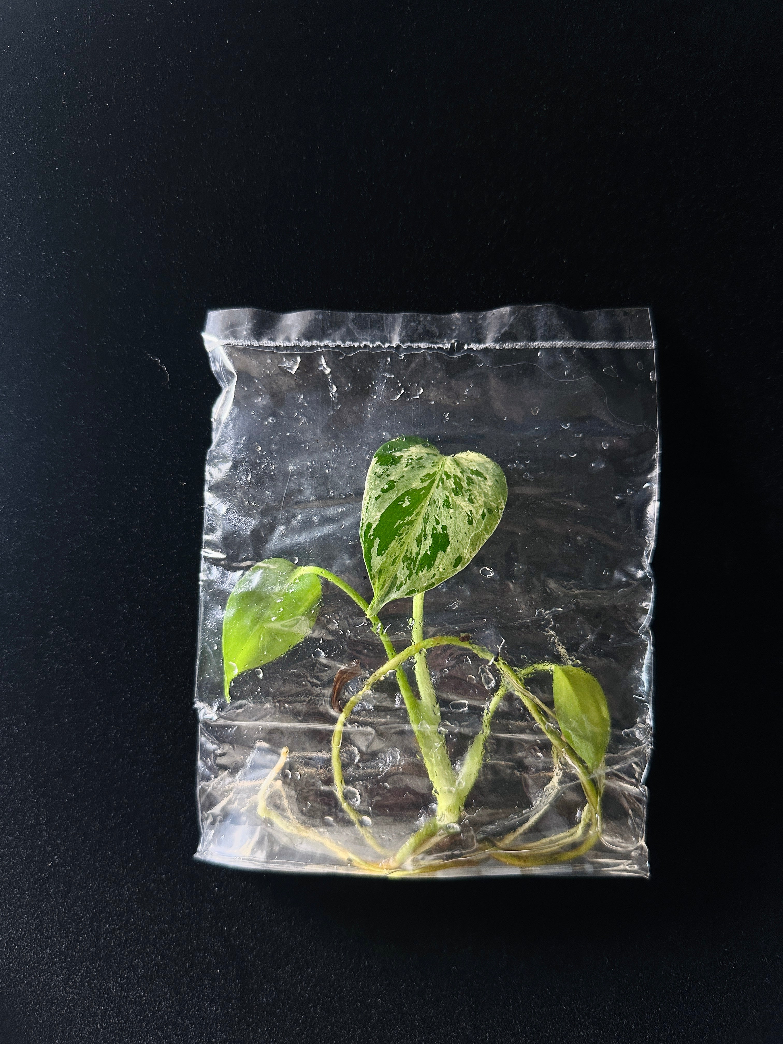 Monstera Deliciosa 'Bulbasaur' Variegata – Tissue Culture