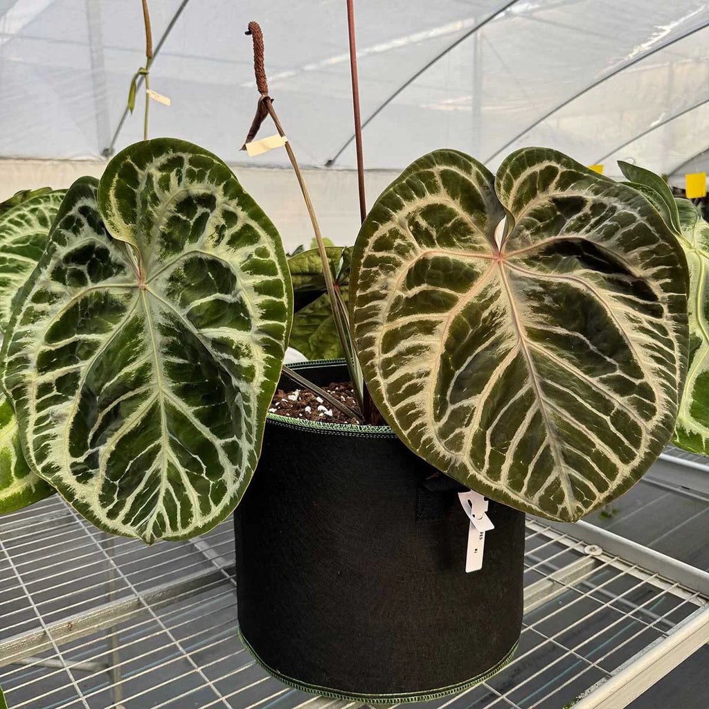 Anthurium Magnificum x (SKG x Michelle FX)