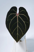 Anthurium Ace Of Spades x Carlablackiae