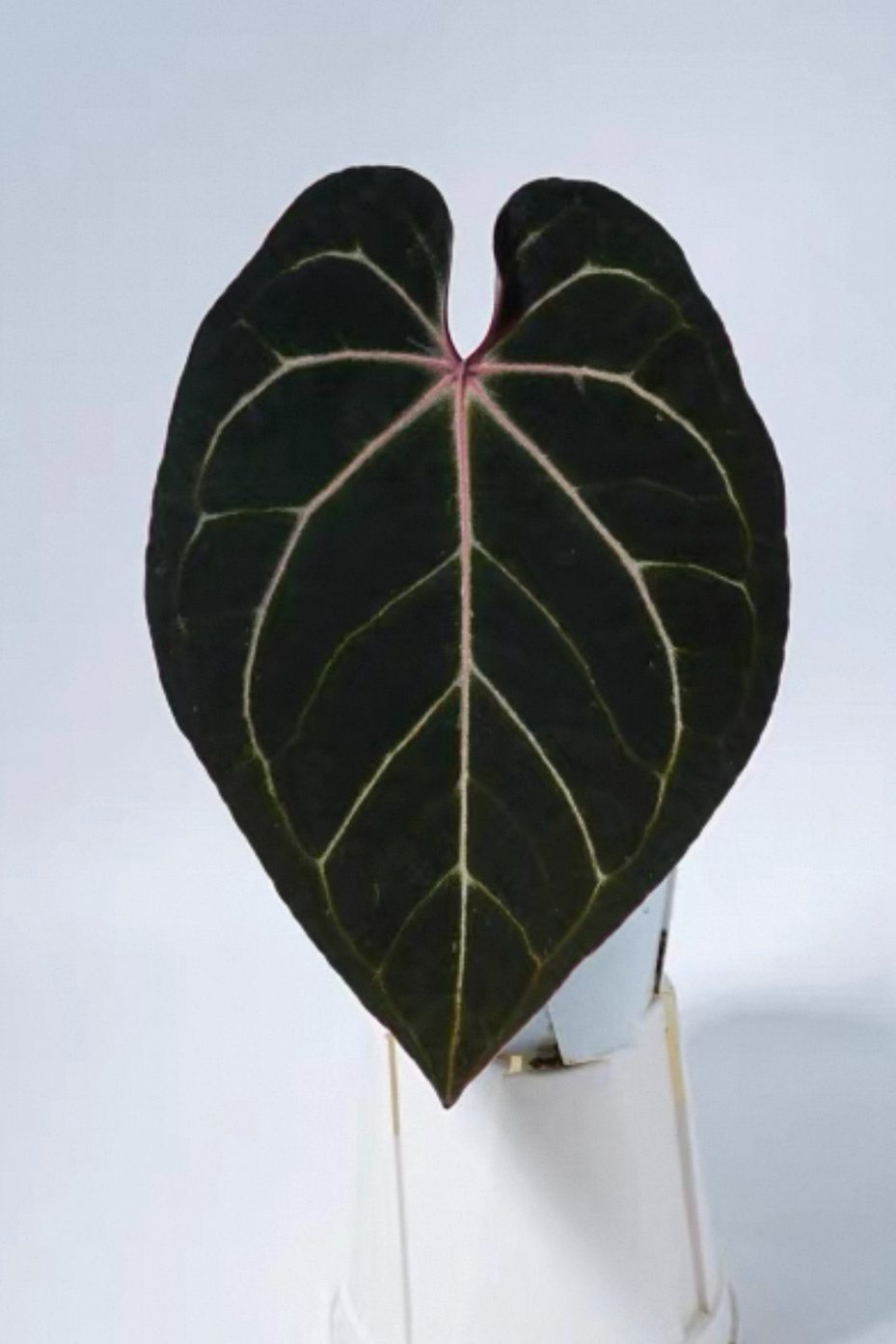 Anthurium Ace Of Spades x Carlablackiae
